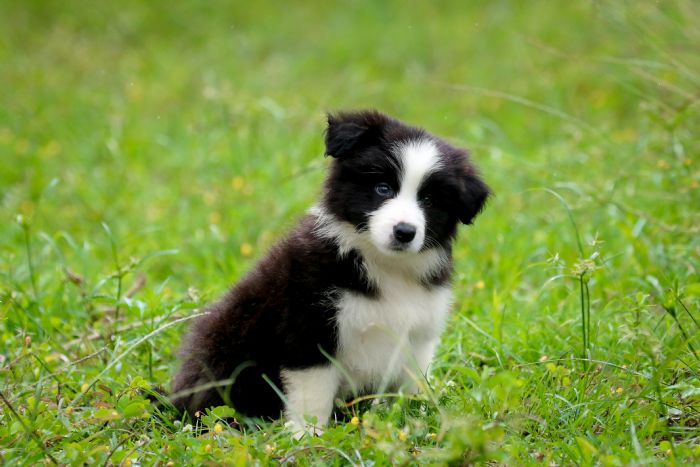 Chocabloc Border Collies