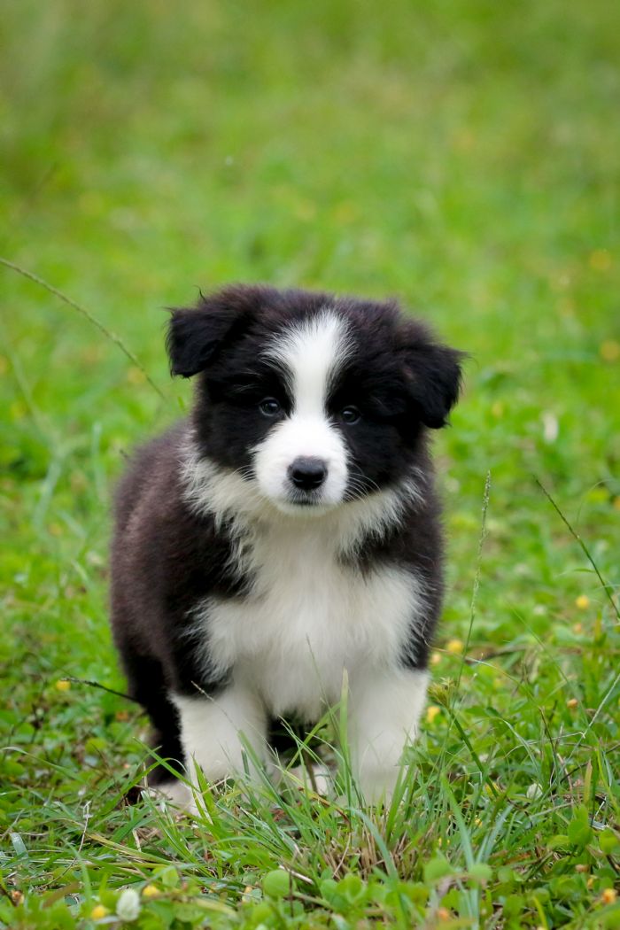 Chocabloc Border Collies