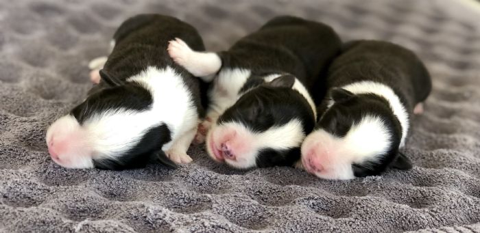 Chocabloc Border Collies