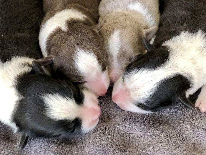 Chocabloc Border Collies