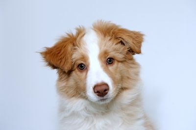 Chocabloc Border Collies