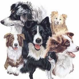 border collie coats types