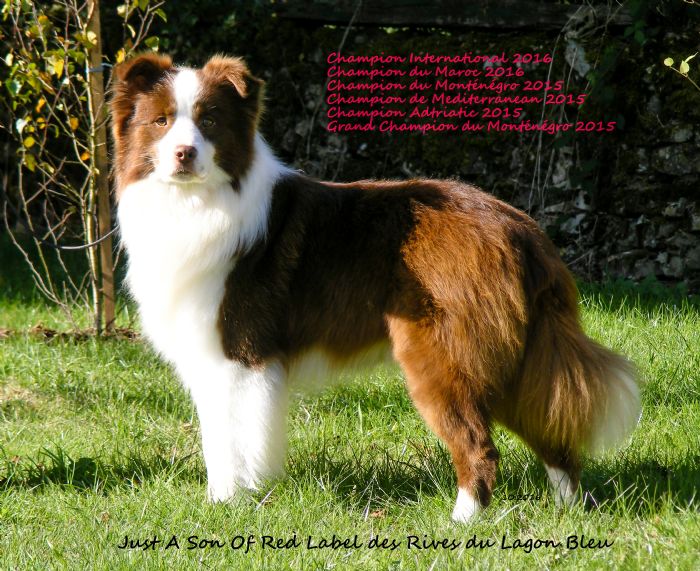 Chocolate tricolor 2024 border collie