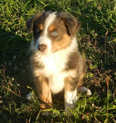 Chocolate tri 2025 merle border collie