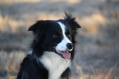 Chocabloc Border Collies