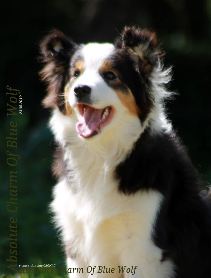 Chocabloc Border Collies