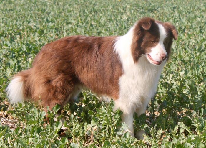 Chocabloc Border Collies