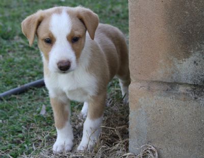 Australian red border collie smooth coat hotsell