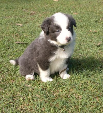 Blue grey border clearance collie