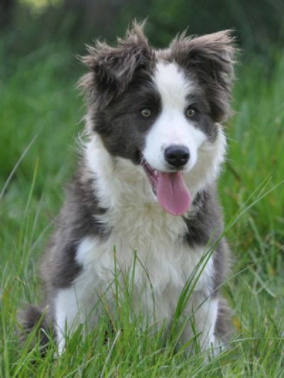 grey collie