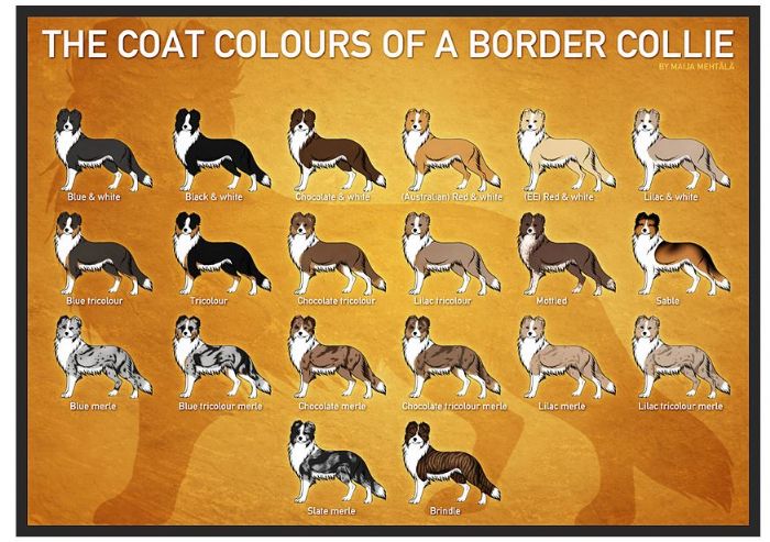 Different kinds sale of border collies