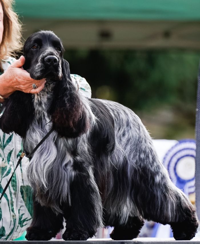 HARRY WINS RUNNER UP BEST IN SHOW AT THE BATHURST ROYAL 2021