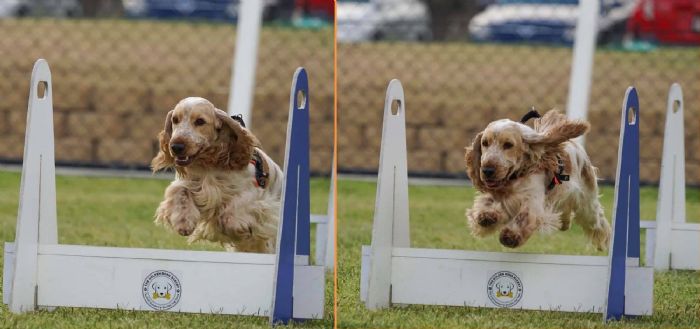 Orange Roan Cocker in Flyball training