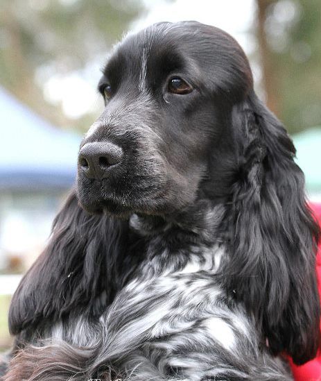 Aon test best sale cocker spaniel