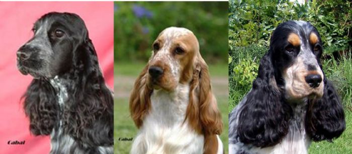 Liver roan and store tan cocker spaniels