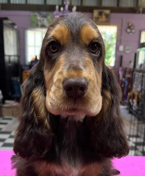 Liver tan hot sale cocker spaniel