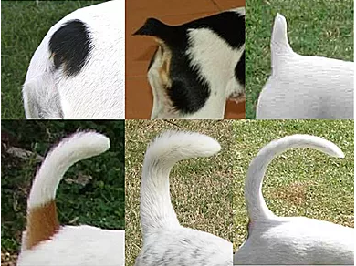 what dog breeds have naturally bobbed tails