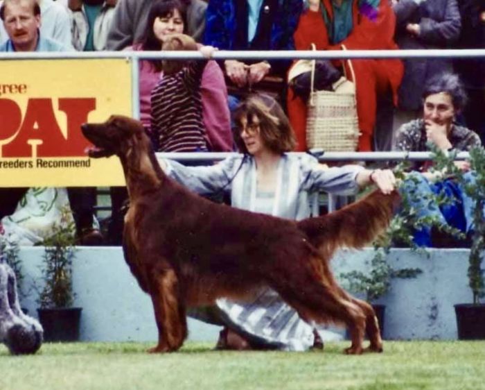 Gr Ch Eireannmada At Tulane - 1998 Royal Melbourne - Best In Show