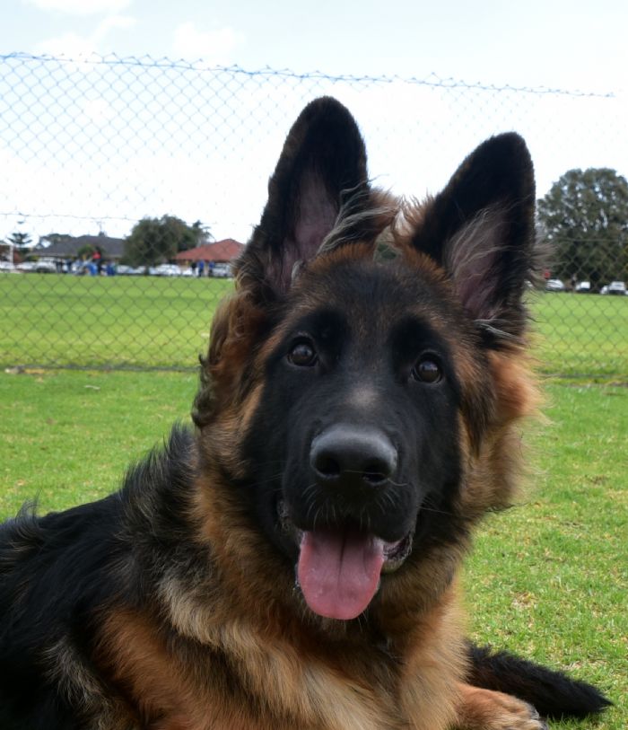 Funny German Shepherd Puppies For Sale Adelaide