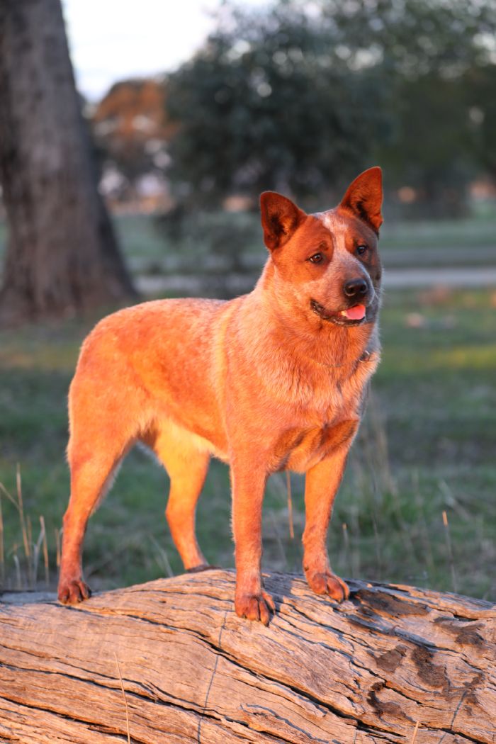 Erudite Australian Cattle Dogs