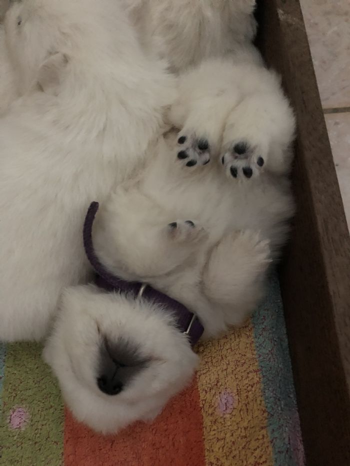 Gorgeous Paws Right!! last litter 14/2/2020
