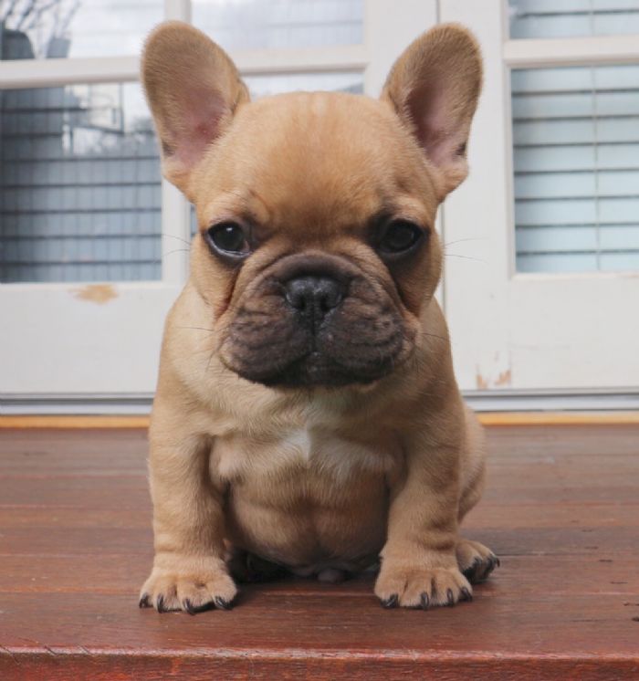 French Bulldogs Perth