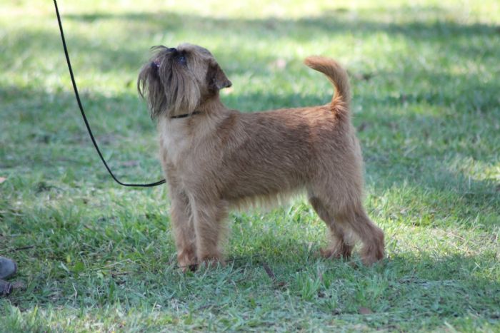 Country Griffon Bruxellois Club Of Nsw