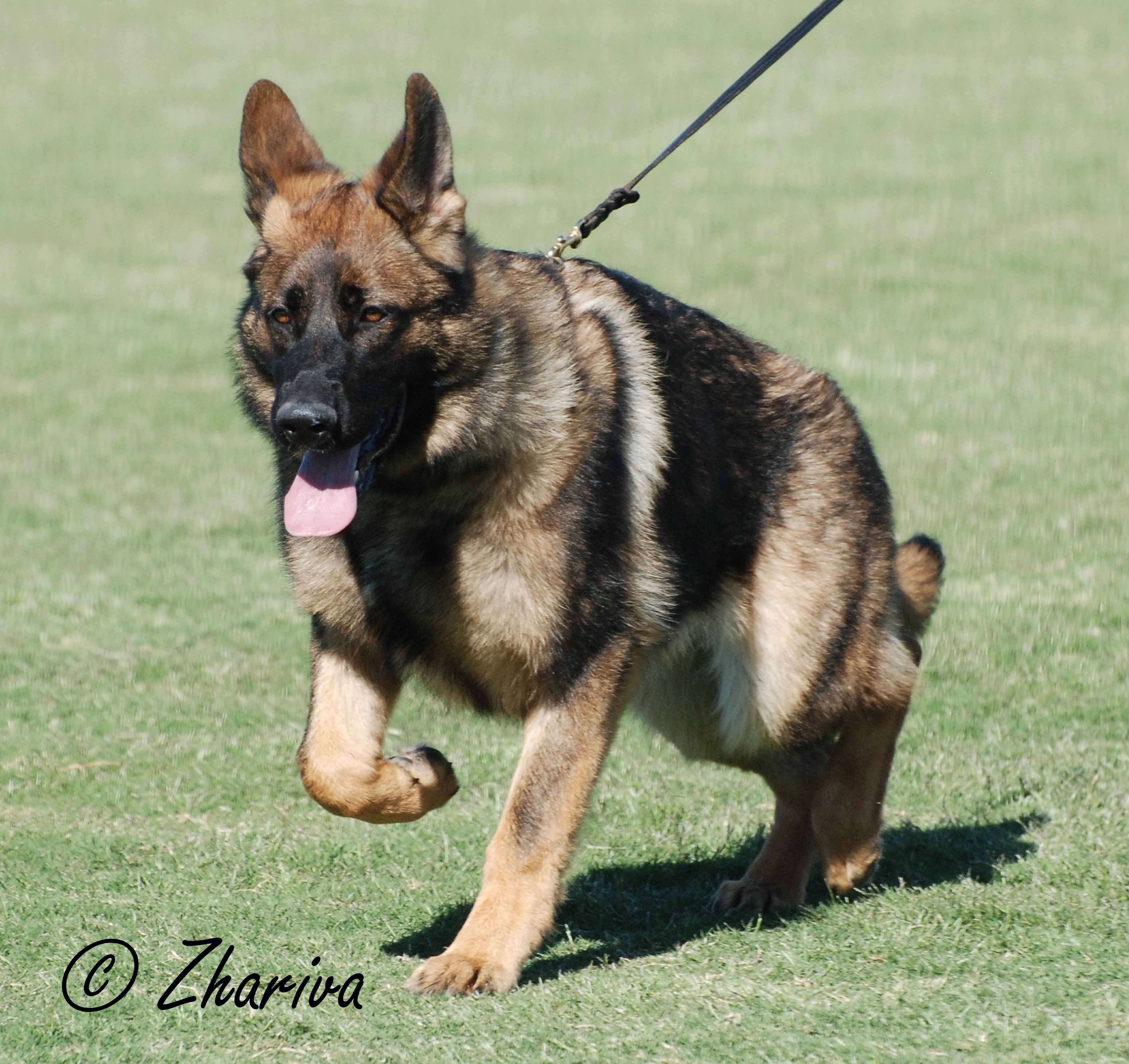 GERMAN SHEPHERD DOG CLUB TASMANIA INC