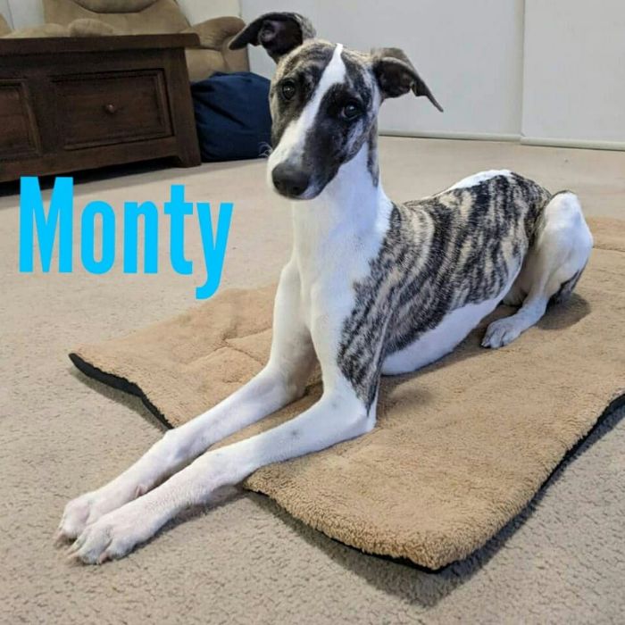 Boy 2 Monty