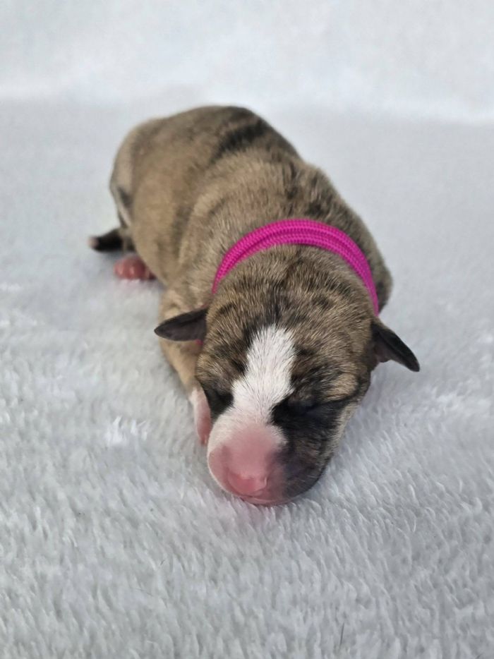 Puppy 1 Female (pink)