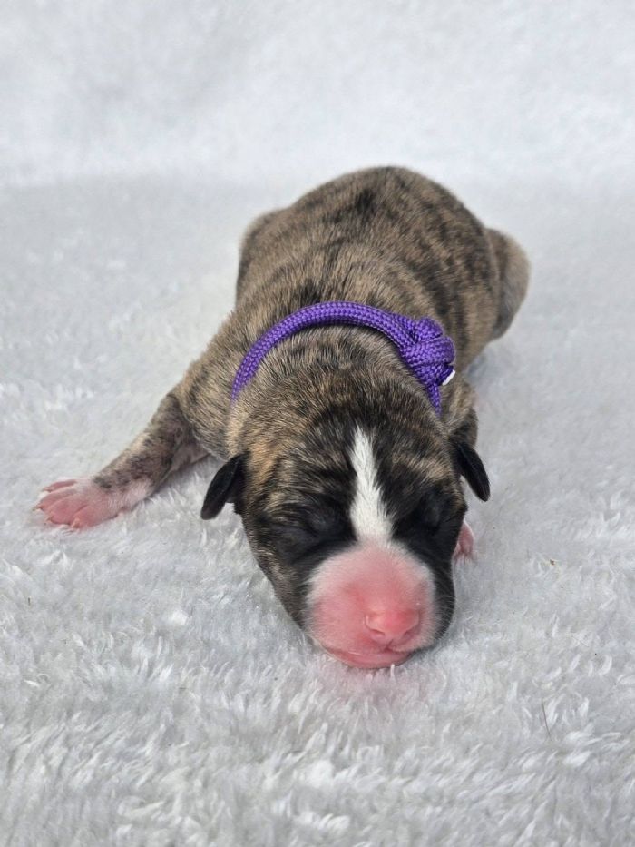 Puppy 2 Female (purple)