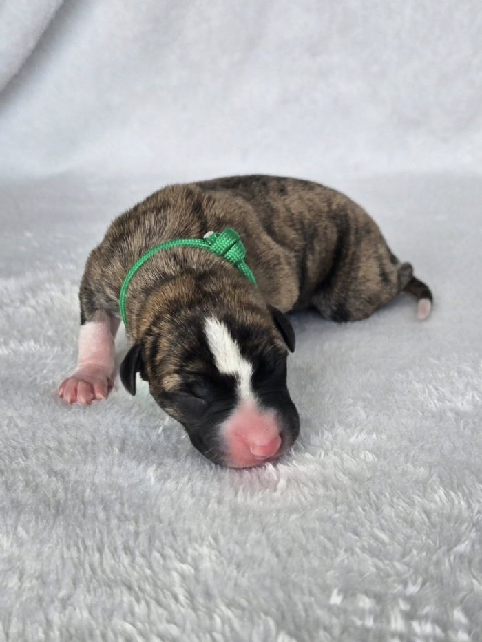 Puppy 4 Male (green)