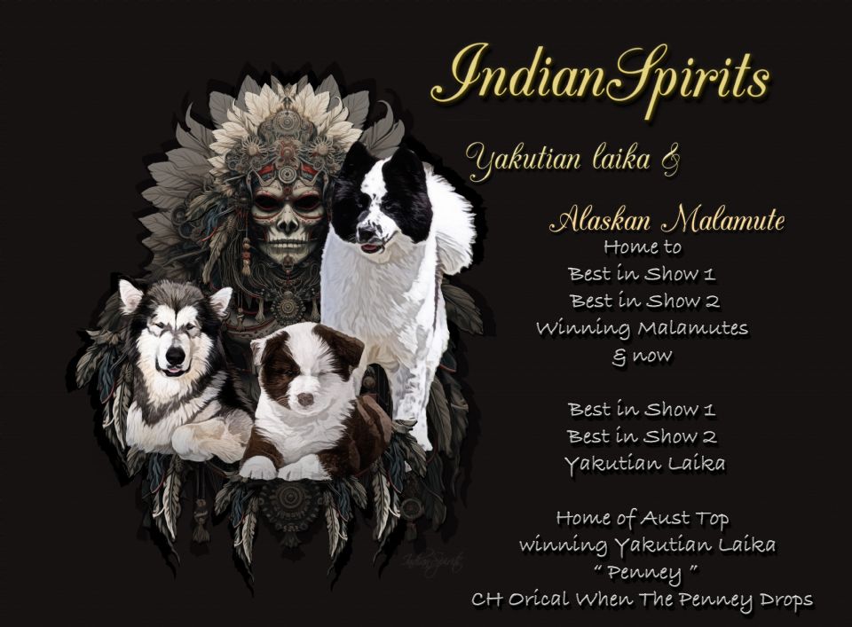 IndianSpirits Yakutian Laika & Alaskan Malamutes