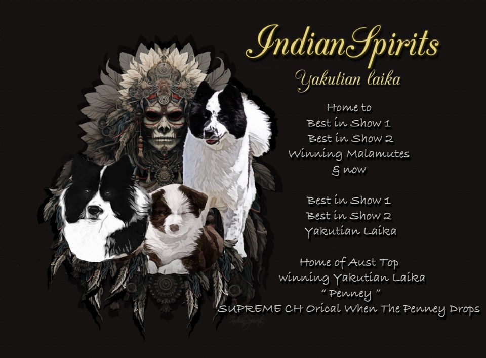 IndianSpirits Yakutian Laika & Alaskan Malamutes