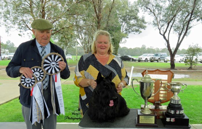 Hoover - winning BIS @ The Scottish Terrier Club Inc - October championship show