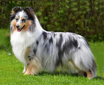 Blue Merle