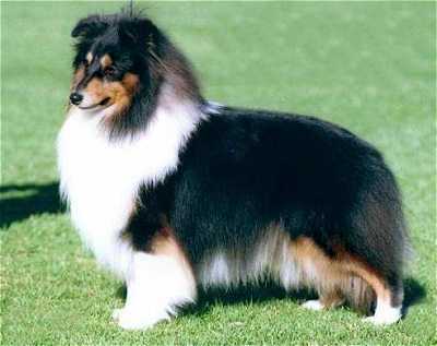 Tricolour Sheltland Sheepdog