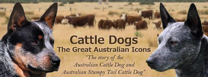 australian stumpy tail cattle dog breeders