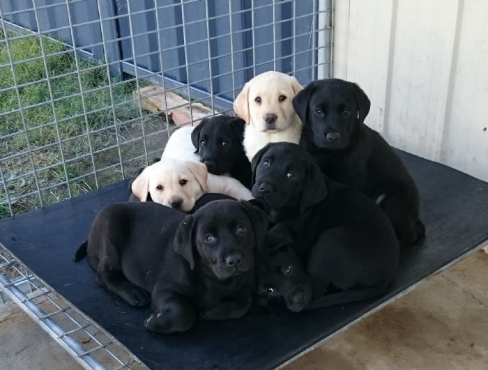 Black and Yellow Labrador Retriever Puppies