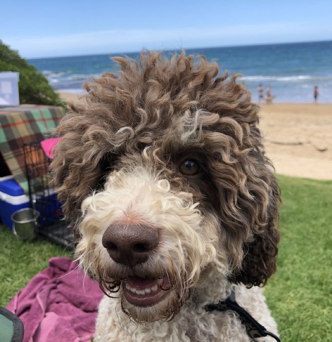 lagotto Puppy