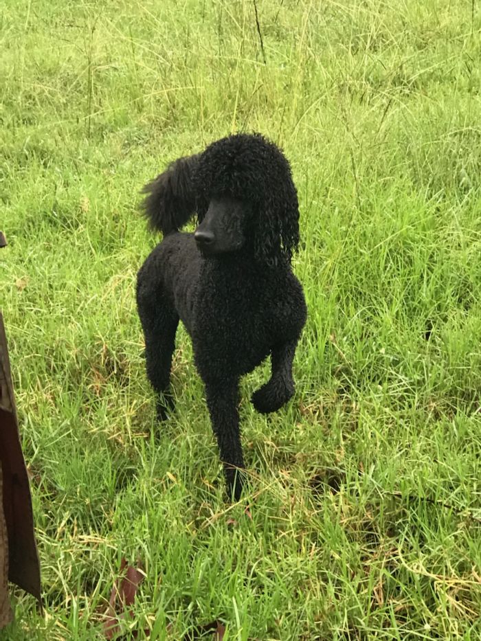 Montravia poodles hot sale