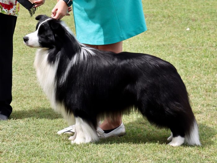 Nahrof Border Collies