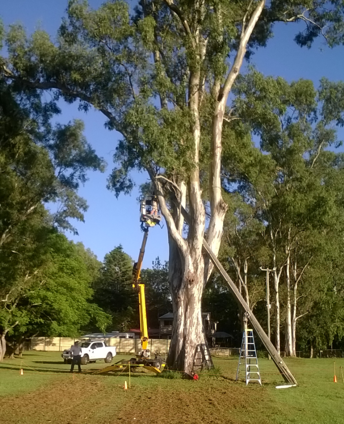 Timber - a bit tricky getting the pole out of the tree