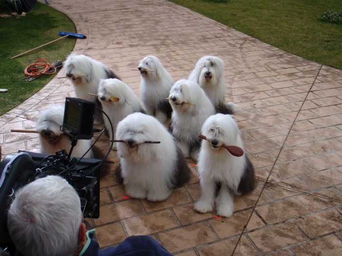 English store sheepdog breeder