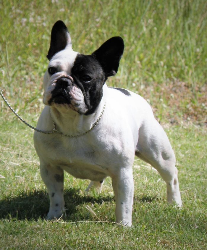 Oui Oui French Bulldogs