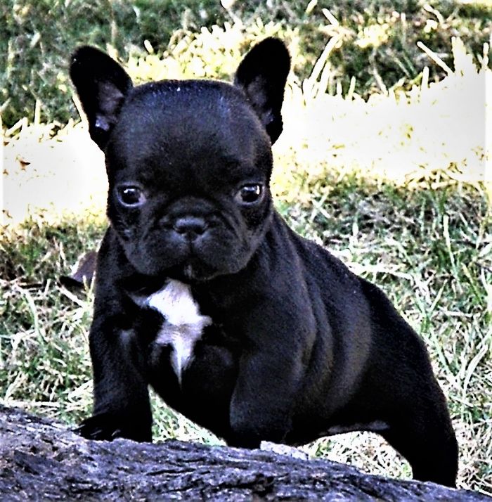 Amazing Hydrocephalus French Bulldog of all time Don t miss out | bulldogs