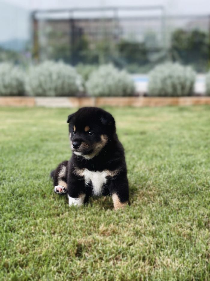 Redtales Shiba Inu - Black and tan puppies