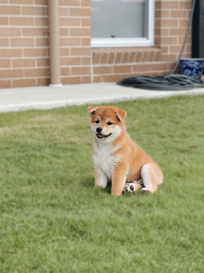 Redtales Shiba Inu - red male puppy