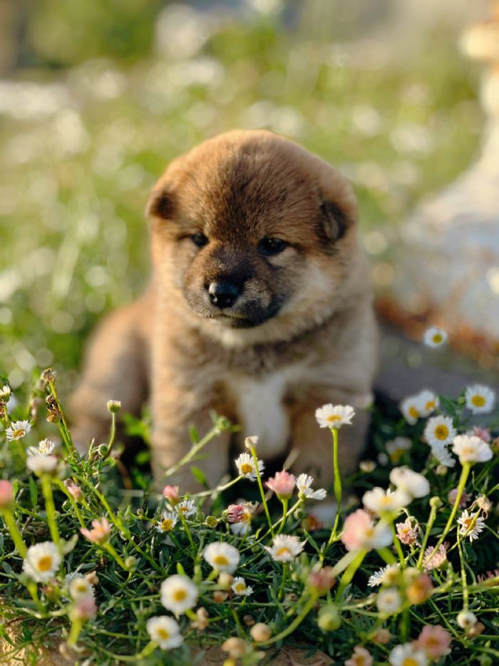 Redtales Shiba Inu - Red Shiba puppy adorable shiba 