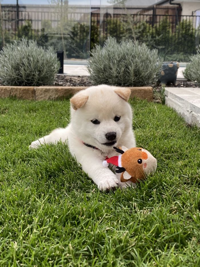 Redtales Shiba Inu - Cute cream Shiba puppy